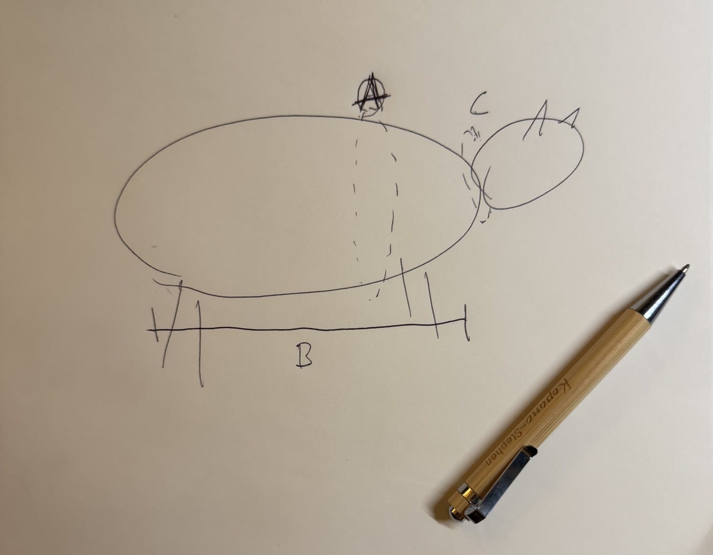 Hand-drawn side view of a four-legged animal marking A for chest girth, B for back length and C for the neck