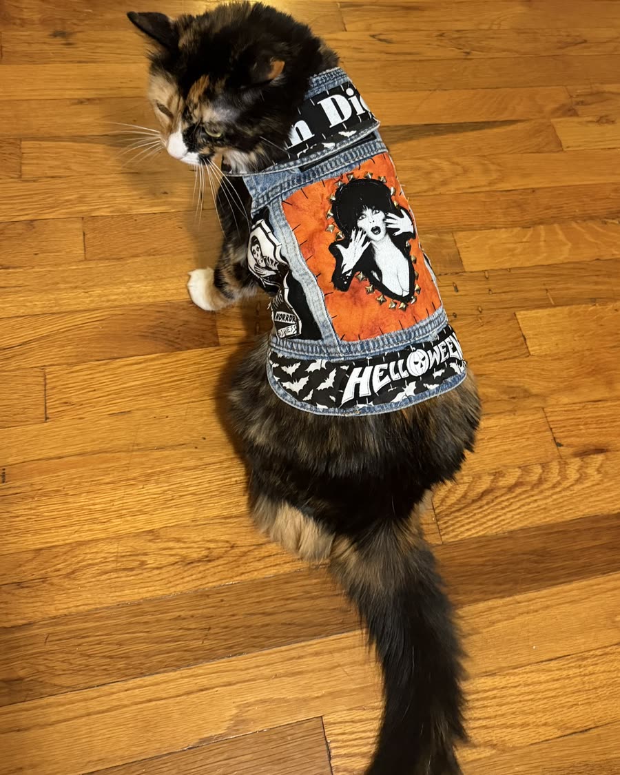 Calico cat wearing the Elvira vest: studded denim with an Elvira back piece and a Helloween patch