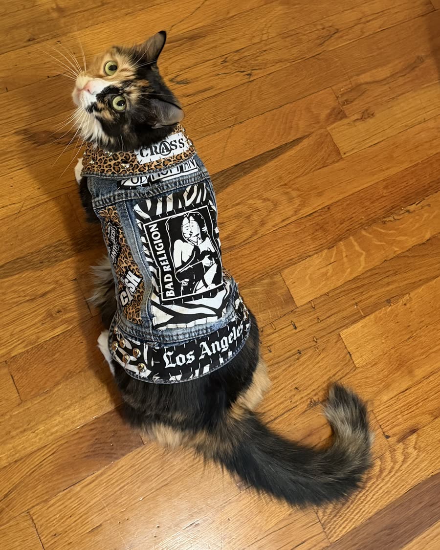 Calico cat looking up, wearing the Protest to Survive vest: studded denim with a Bad Religion back patch and a Los Angeles strip