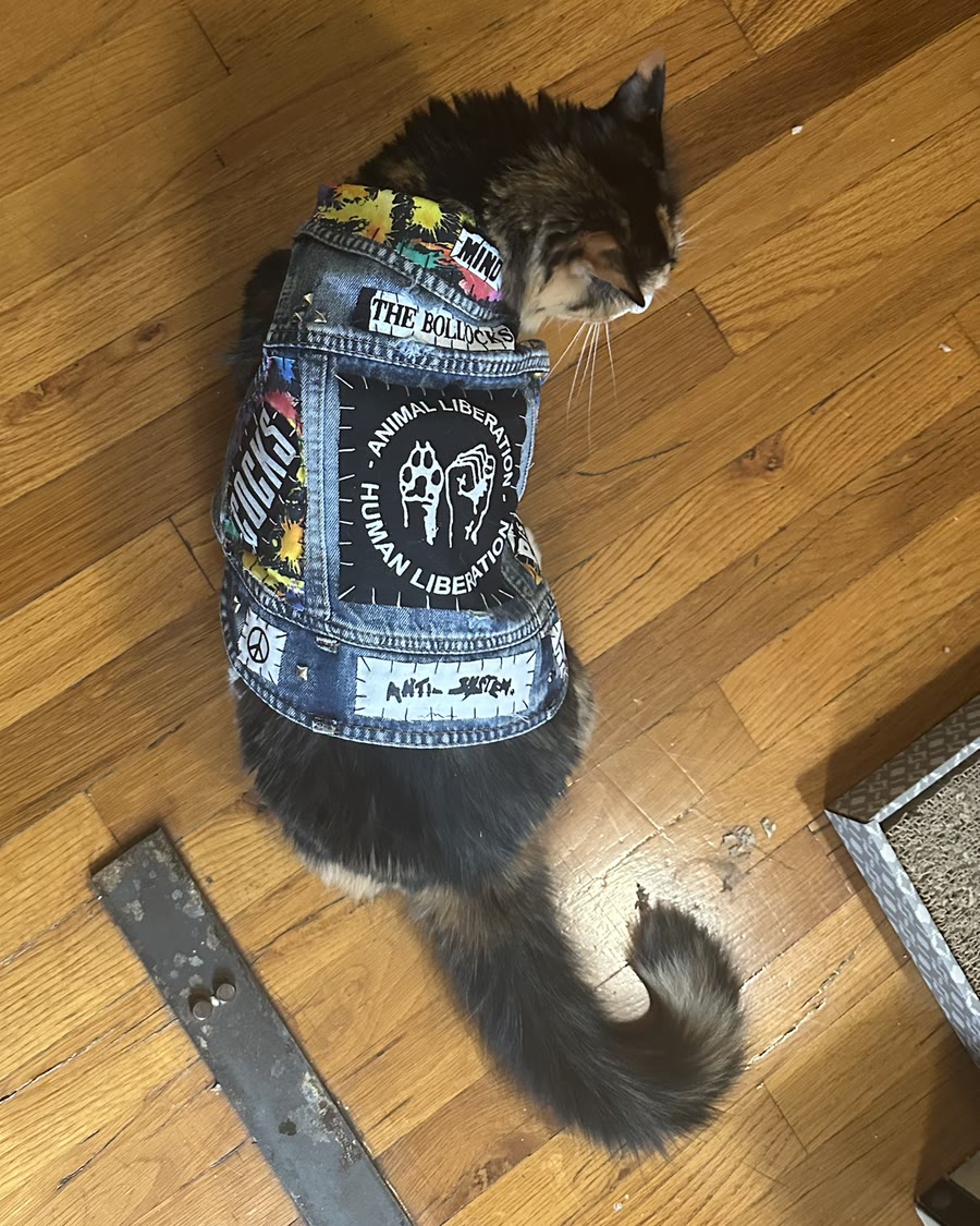 Calico cat seen from above, wearing the Pippin vest: denim with an Animal Liberation Human Liberation back patch, a The Bollocks strip and paint-splatter fabric