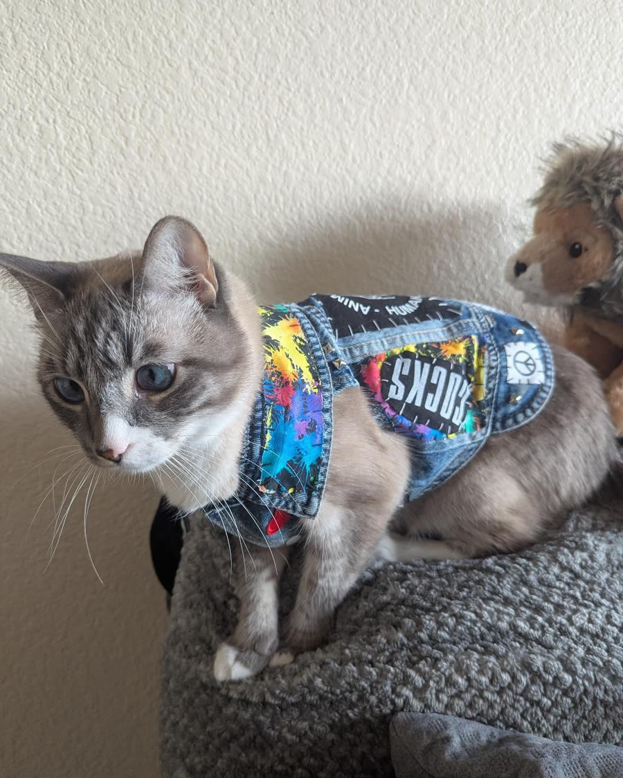 Gray and white cat with blue eyes wearing the Pippin vest, paint-splatter collar and studs showing