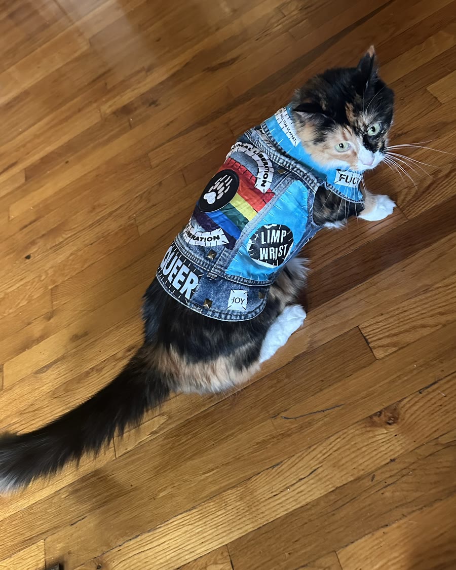 Calico cat sitting and looking back over its shoulder, wearing The Bear vest: turquoise panels, a rainbow Animal Liberation Is Our Liberation back piece with a bear paw, and a Limp Wrist patch
