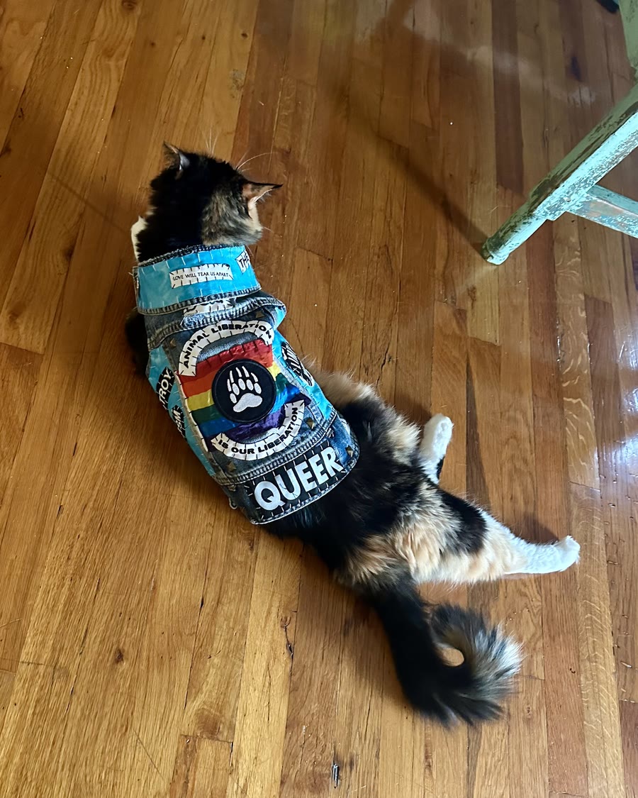 Calico cat lying on a wood floor in The Bear vest, the rainbow bear paw back piece and Queer patch showing