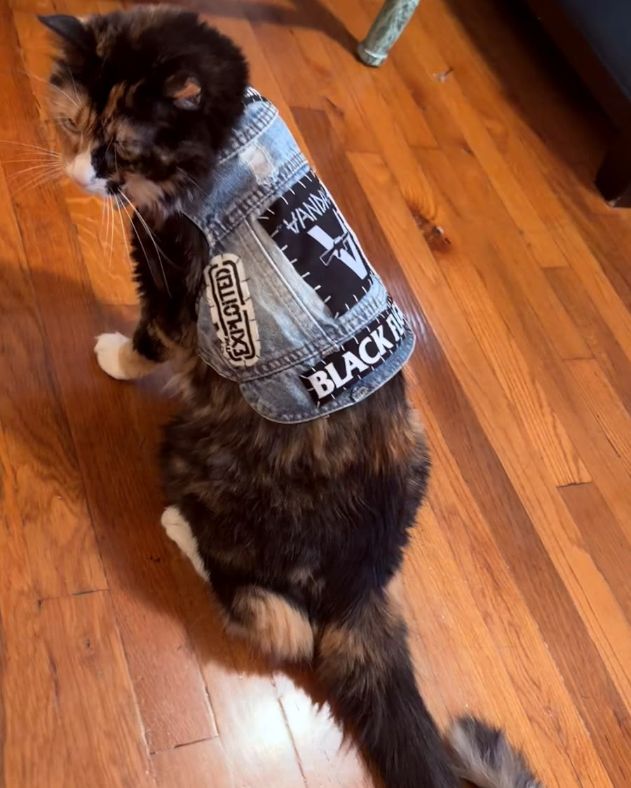 Calico cat sitting on a wood floor in the Old School vest: plain denim with a Vandals back patch, an Exploited patch and a Black Flag strip along the hem