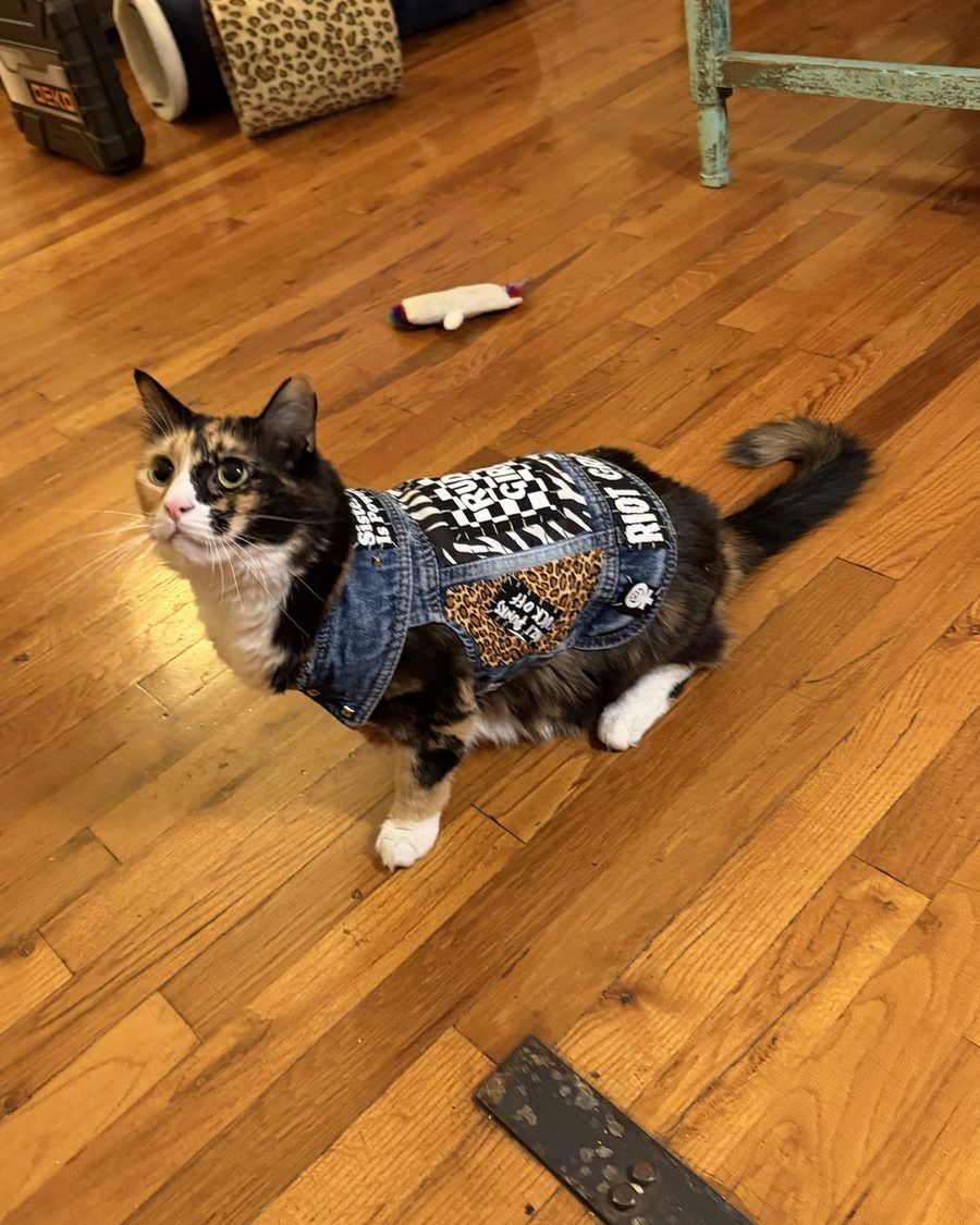 Calico cat standing on a wood floor, looking up, wearing the Rude Girl vest: denim with a checkerboard Rude Girl back piece on zebra print and leopard-print panels