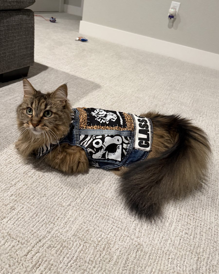 Long-haired tabby cat lying on carpet in the Chloe Oi! vest: denim with an Anti-Nowhere League back patch on leopard print, an Oi! patch on zebra print and a Class War strip along the hem