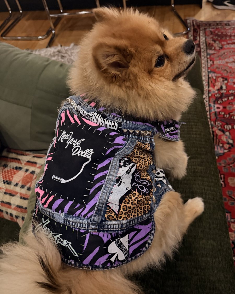 Pomeranian sitting on a green couch, looking back over its shoulder, wearing the Smoke Show vest: a New York Dolls back patch on pink and purple zebra print, an Iggy Pop patch on leopard print, a Siouxsie and the Banshees strip and chrome studs