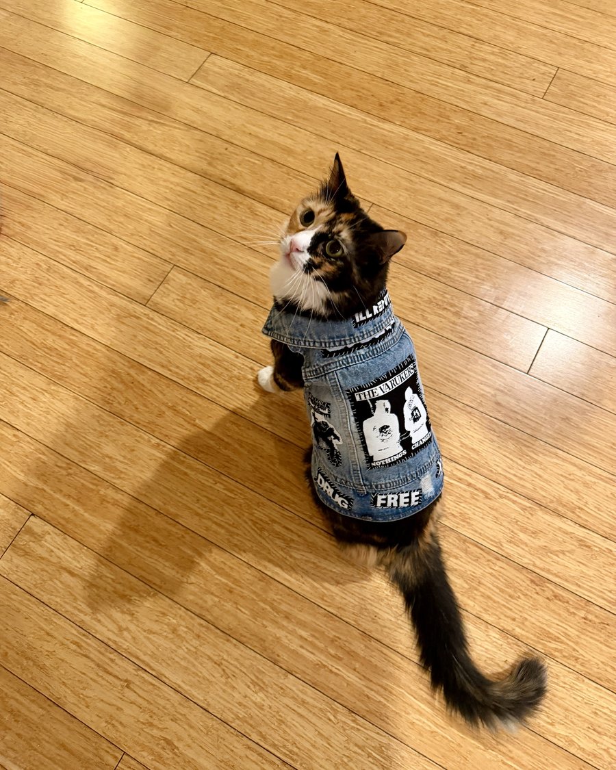 Calico cat sitting on a wood floor looking up over her shoulder, wearing the Ill Repute vest: light denim with a Varukers Nothings Changed back patch, an Ill Repute strip at the collar and Drug Free patches along the hem