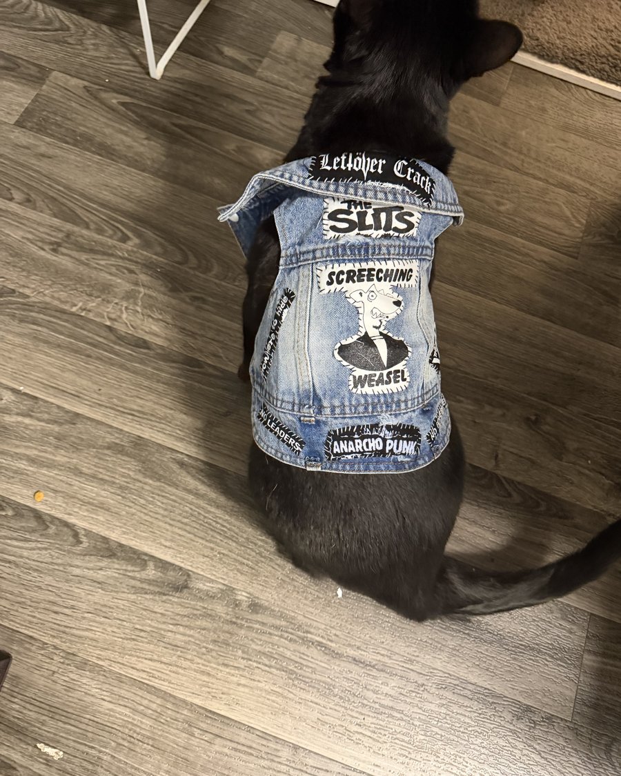 Black cat seen from above on a wood floor, wearing the Crack This vest: light denim with a Leftover Crack strip on the collar, The Slits below it, a big Screeching Weasel back patch and Anarcho Punk at the hem